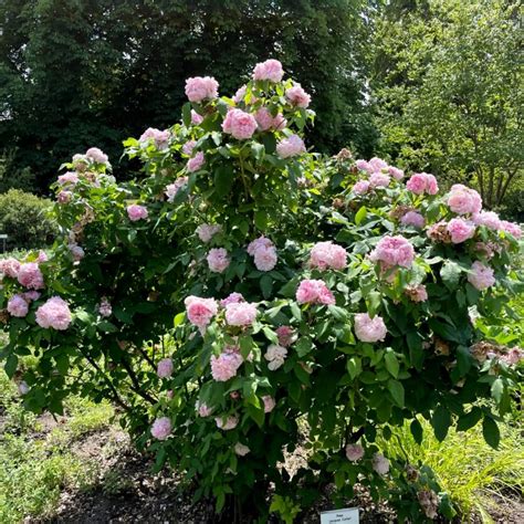 jacques cartier roses